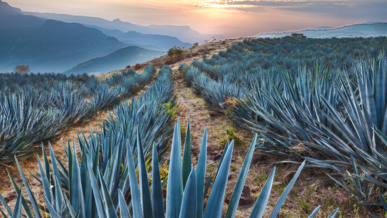 Champs d’agave bleu près de Tequila, Jalisco, Mexique (© Brian Overcast/Alamy)
