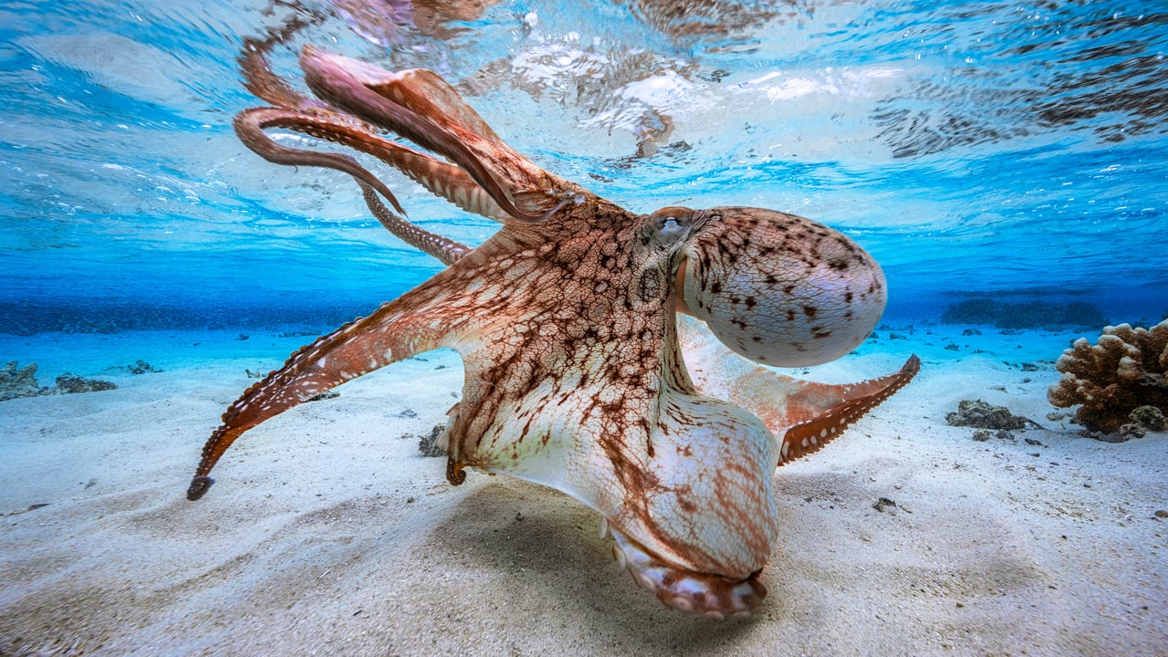 Octopus in defensive posture, Mayotte, Indian Ocean (© Gabriel Barathieu/Minden Pictures)