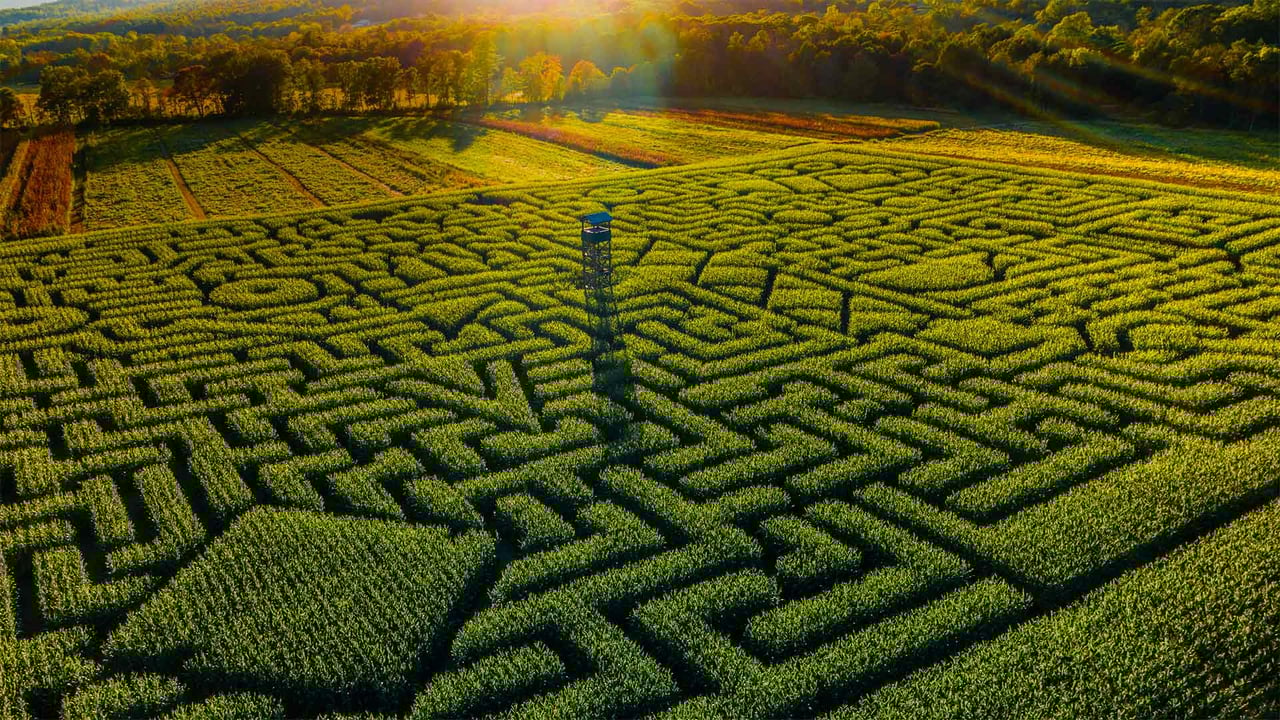 Mazezilla corn maze at Klingel's Farm in Pennsylvania (© Alex Potemkin/Getty Images)