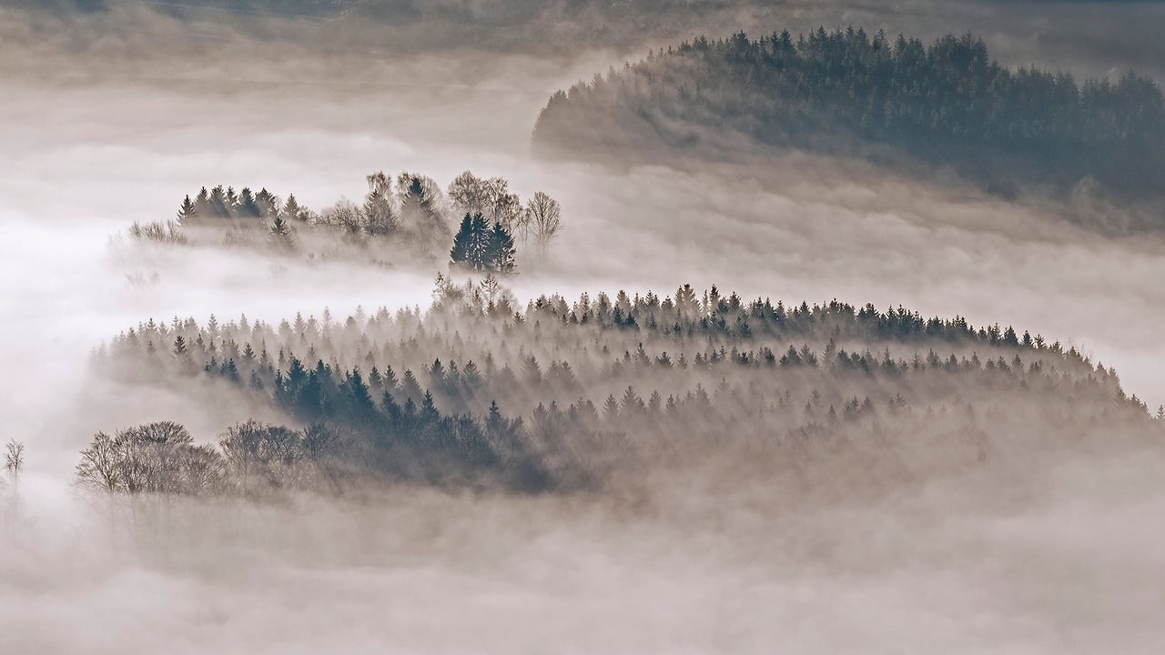 Mit Tannen und Fichten bewaldete Hügel bei Meschede, Sauerland, Nordrhein-Westfalen (© imageBROKER/Alamy Stock Photo)