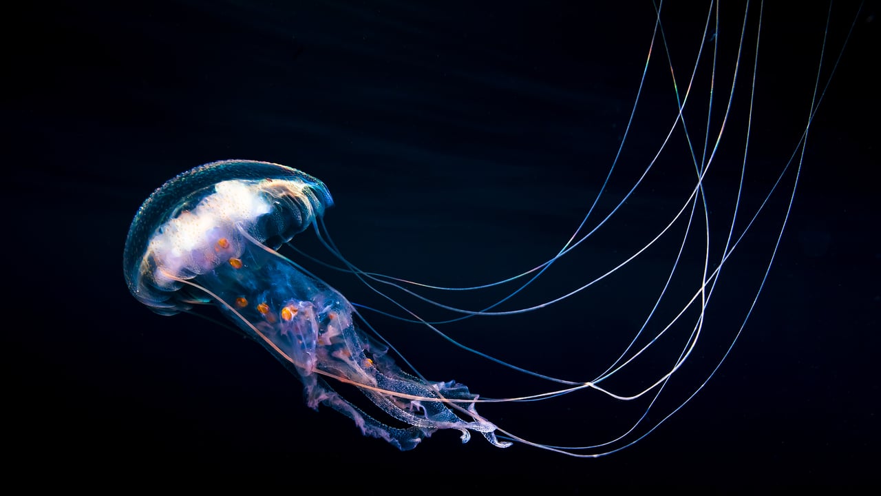 Jellyfish swimming in the Pacific, Guerrero, Mexico (© Christian Vizl/TANDEM Stills + Motion)
