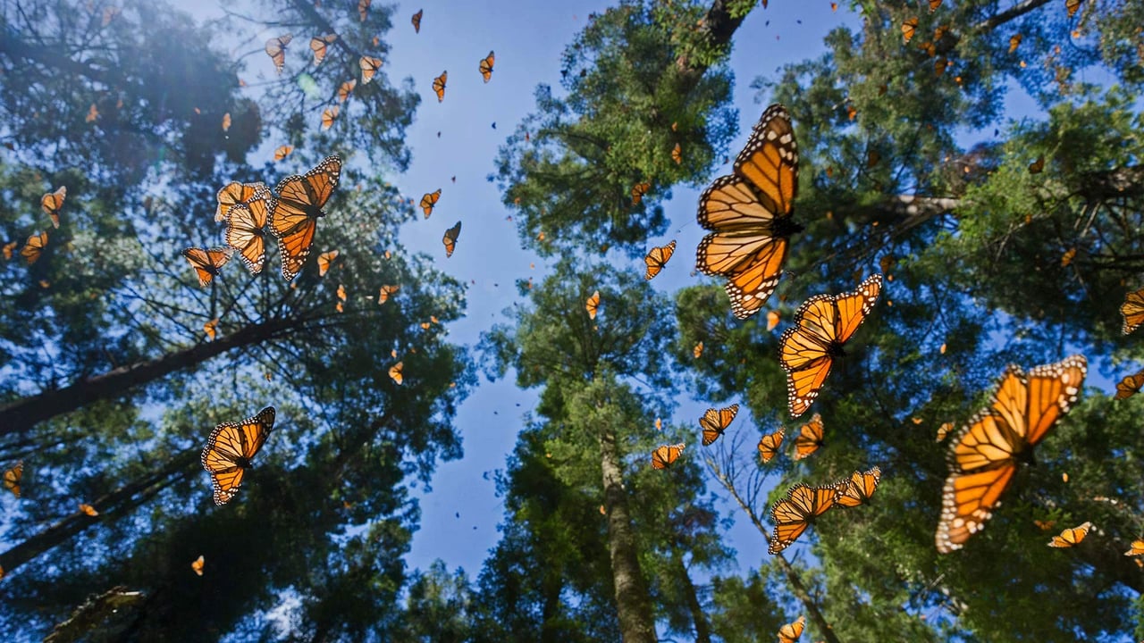 Monarch butterflies in the Monarch Butterfly Biosphere Reserve, Angangueo, Mexico (© Sylvain Cordier/Minden Pictures)