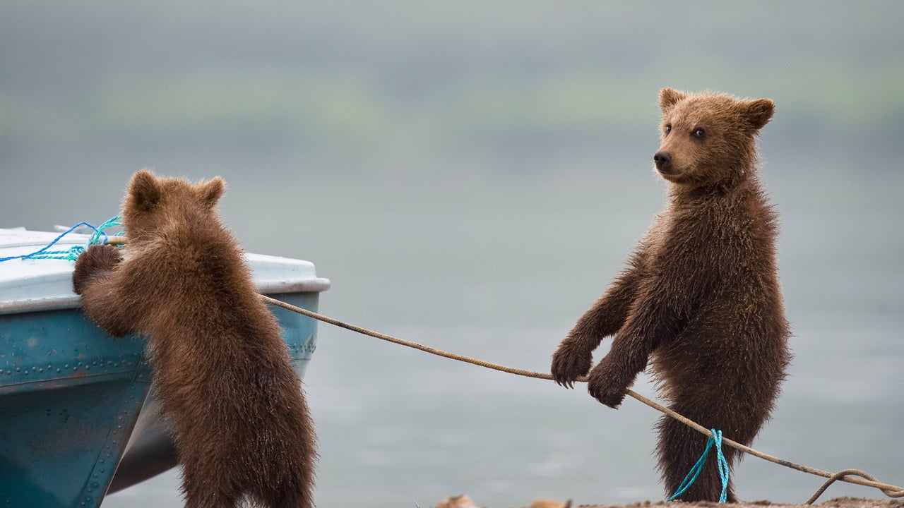 Bear cubs playing by a lake (© Sergey Ivanov/Getty)