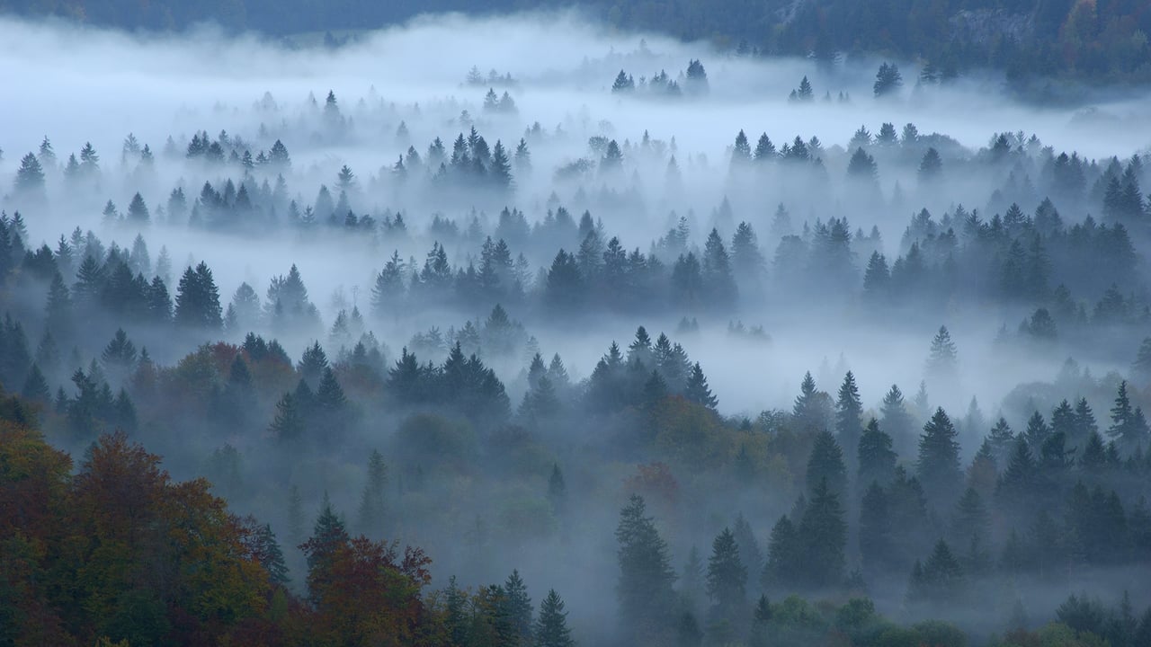 Mixed forest, Füssen, Bavaria, Germany (© Erich Kuchling/DEEPOL by plainpicture)