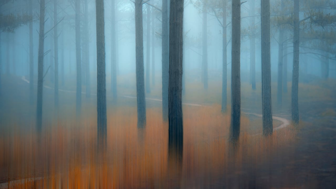 Misty pine forest in the Central Highlands of Vietnam (© Thanh Thuy/Moment/Getty Images)