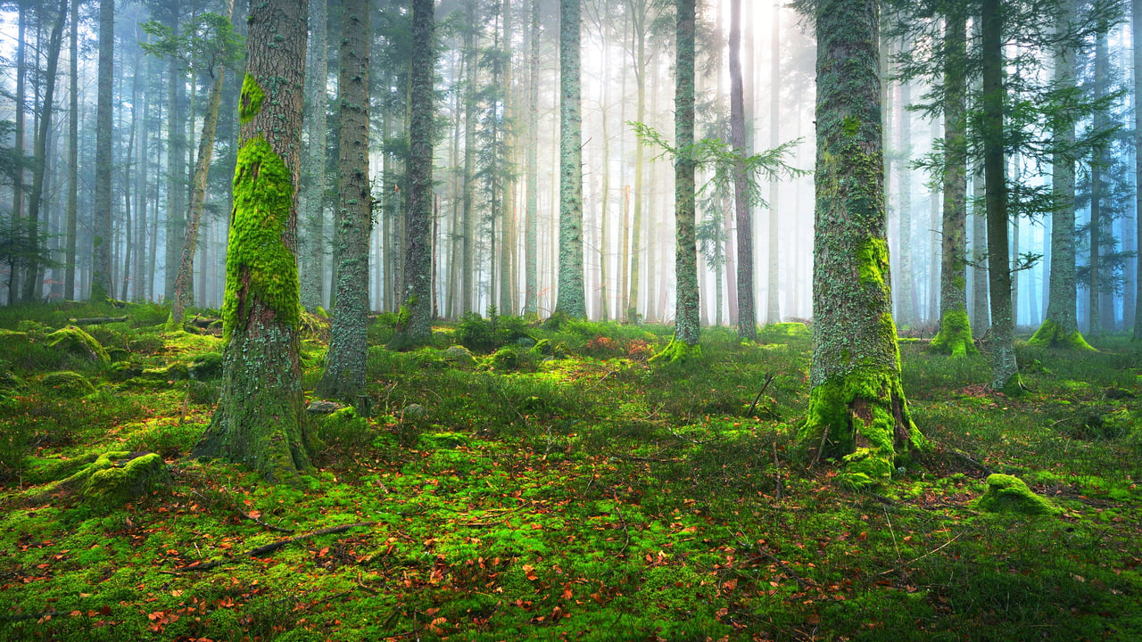 Forêt de pins, Alsace, Grand Est (© alekseystemmer/Getty Images)