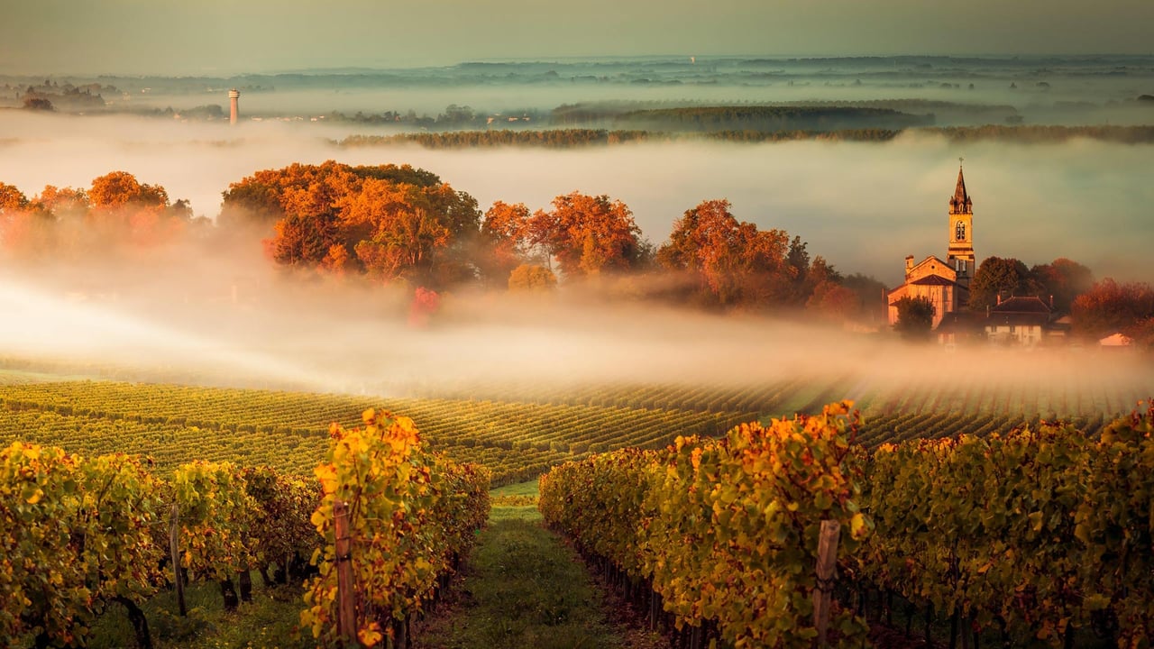 Bordeaux vineyard, France (© agefotostock/Alamy)
