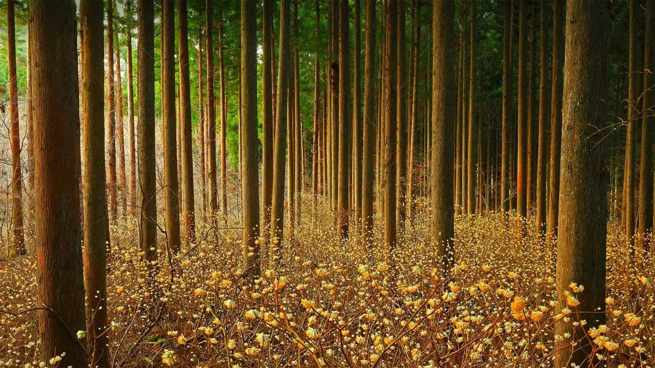 Mitsumata (aka paperbush) in a forest in Japan (© nattya3714/Getty Images)