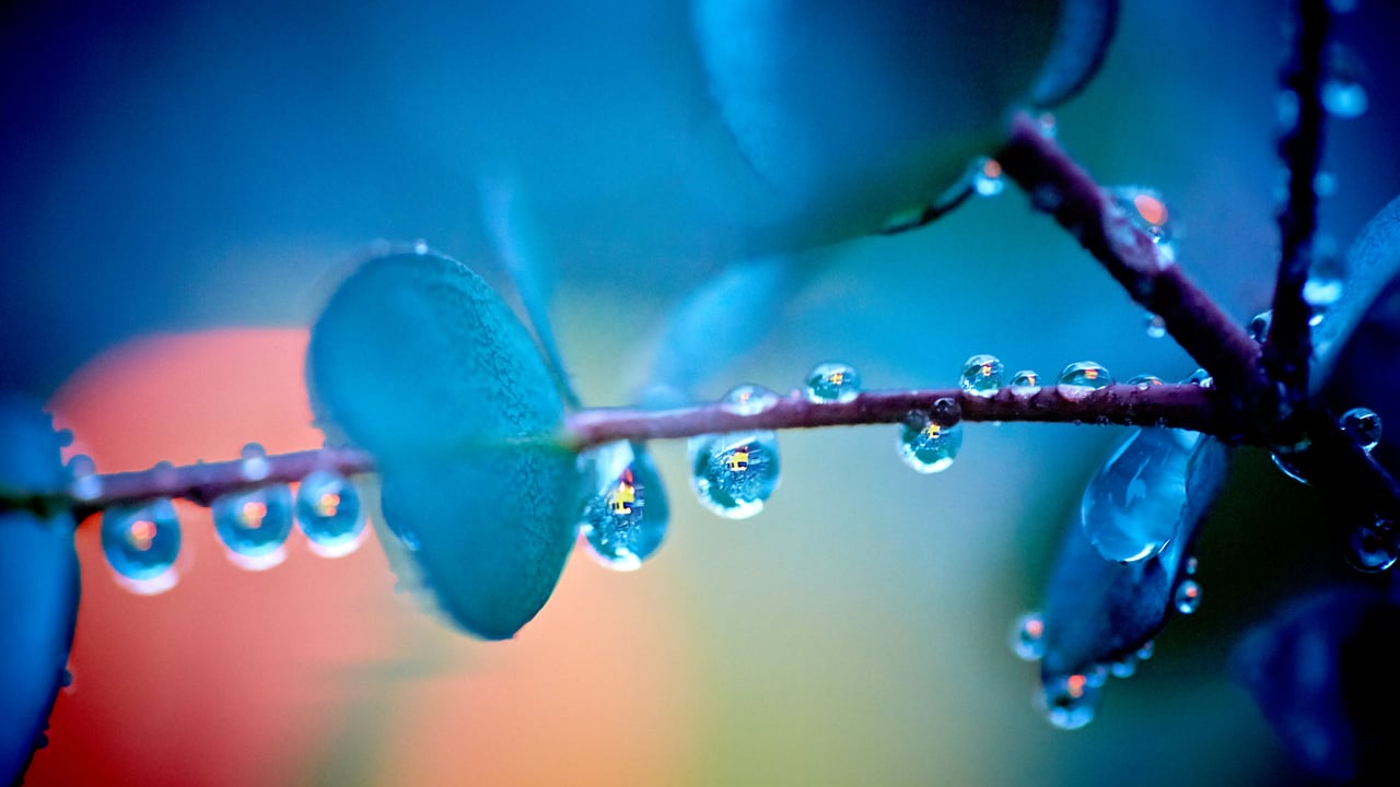 ｢雨上がりのユーカリの木｣広島 (© AFROG DESIGN UNIT/Getty Images)