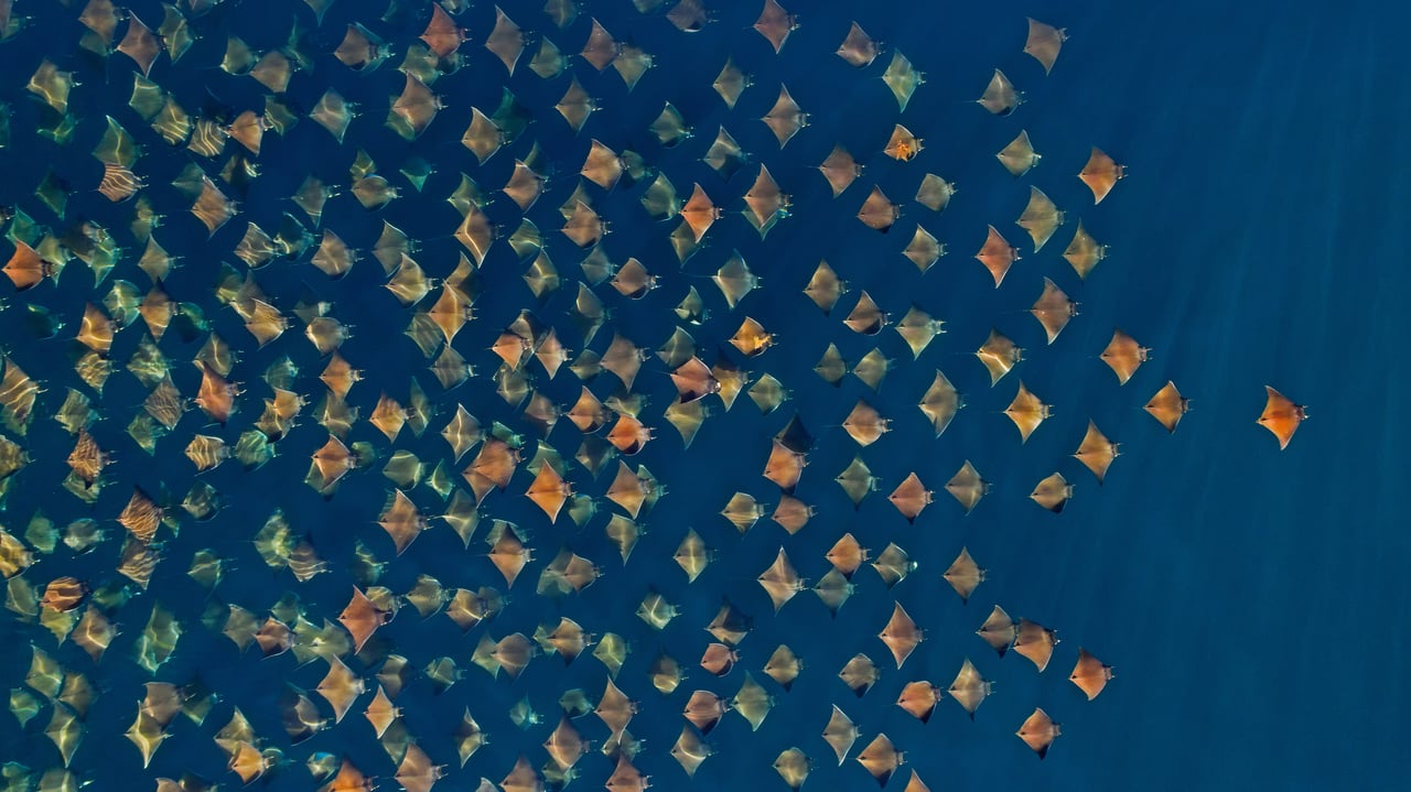 Large school of Munk's devil rays seen from the air, Gulf of California, Mexico (© Mark Carwardine/Minden Pictures)