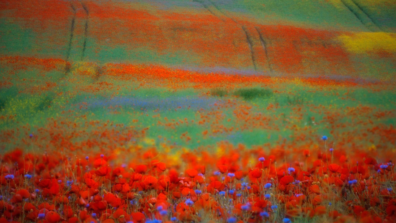Blühender Mohn und Kornblumen in einem Rapsfeld, Penzlin (© Sandra Bartocha/Minden)