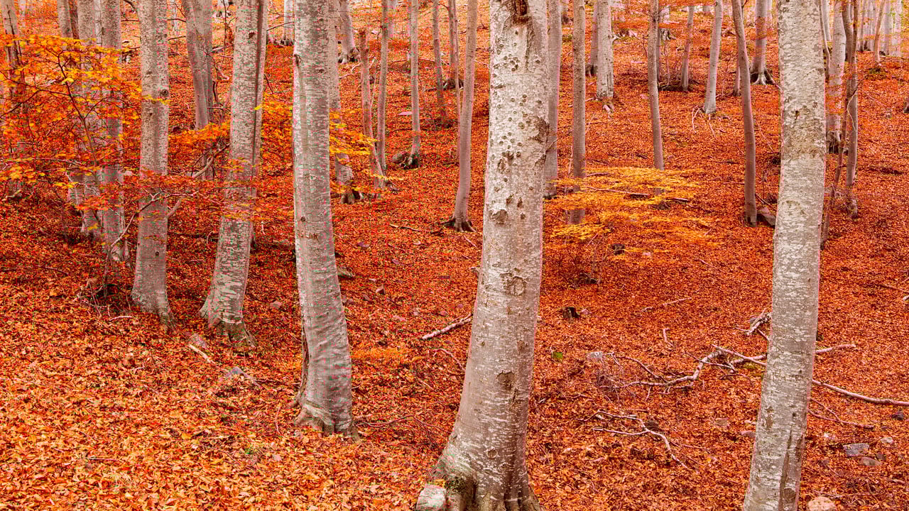 Peña Roya beech forest, Moncayo Natural Park, Zaragoza, Aragon, Spain (© David Santiago Garcia/DEEPOL by plainpicture)