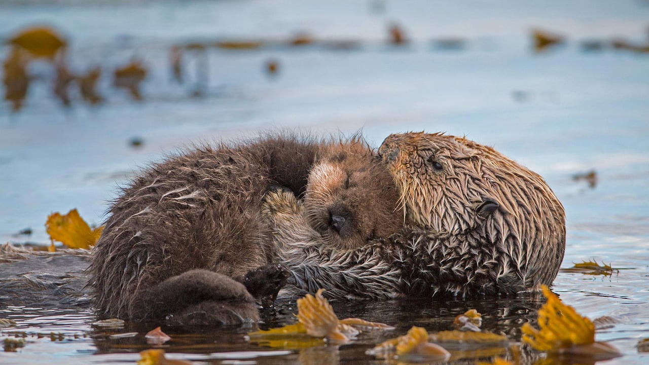 Sea otter mother and newborn pup in Monterey Bay, California (© Suzi Eszterhas/Minden Pictures)