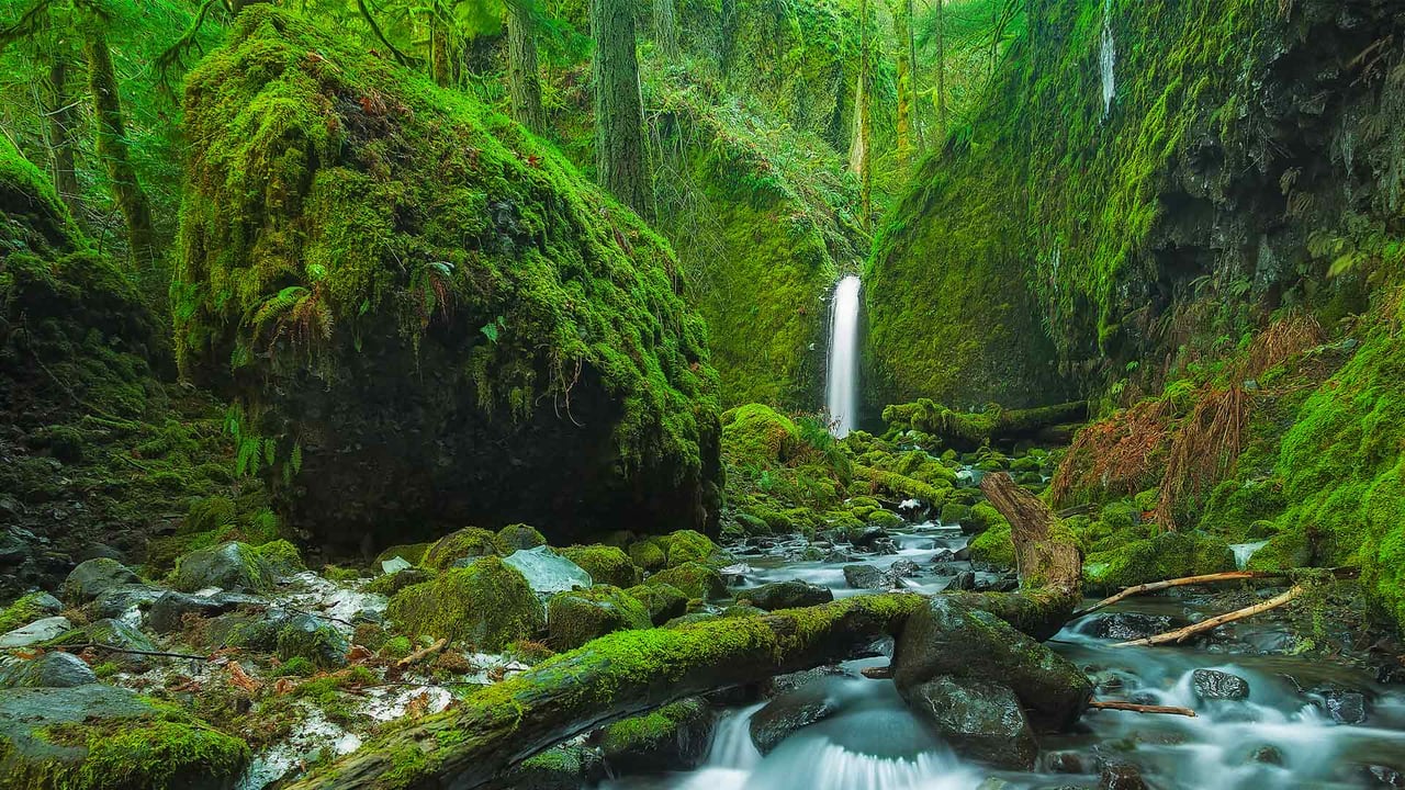 Mossy Grotto Falls, Columbia River Gorge, Oregon (© Chase Dekker Wild-Life Images/Getty Images)