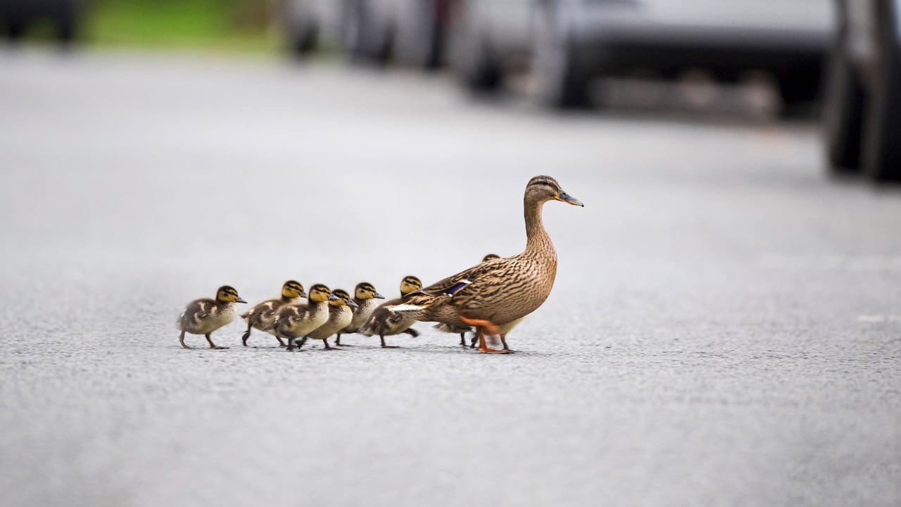 Mallard, Anas platyrhynchos, mother leading ducklings across road, Arundel, Sussex (© David Tipling/Universal Images Group via Getty Images)