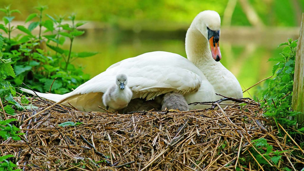 Swan and her cygnets on a nest in Stroud, Gloucestershire (© PJ photography/Shutterstock)