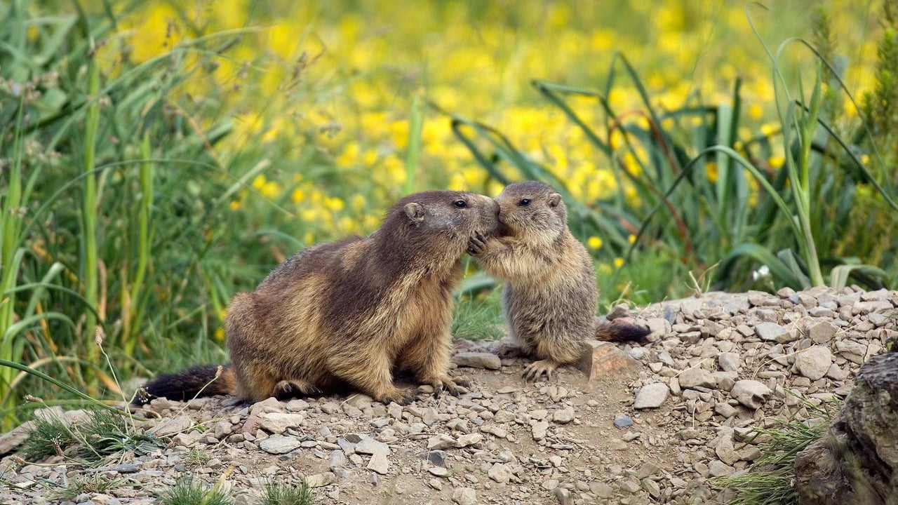 Une marmotte et son petit à l’occasion de la fête des Mères en France (© AGB Photo Library/age footstock)