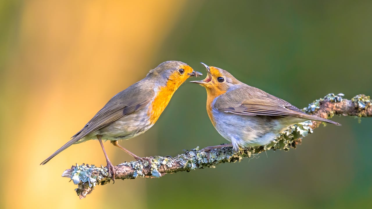 A robin feeding its chick, Netherlands (© CreativeNature_nl/iStock/Getty Images)