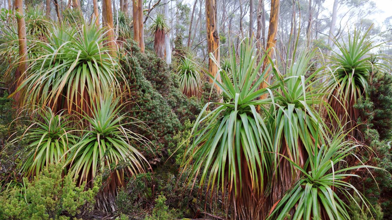 Tasmanian snow gum and pandani plants near Lake Dobson, Mount Field National Park, Tasmania, Australia (© Whitworth Images/Getty Images)