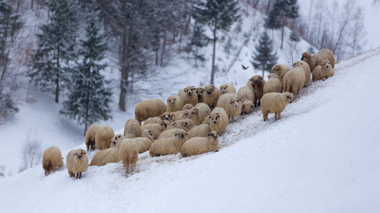 Flock of sheep in the mountains, during winter (© cta88/iStock/Getty Images Plus)