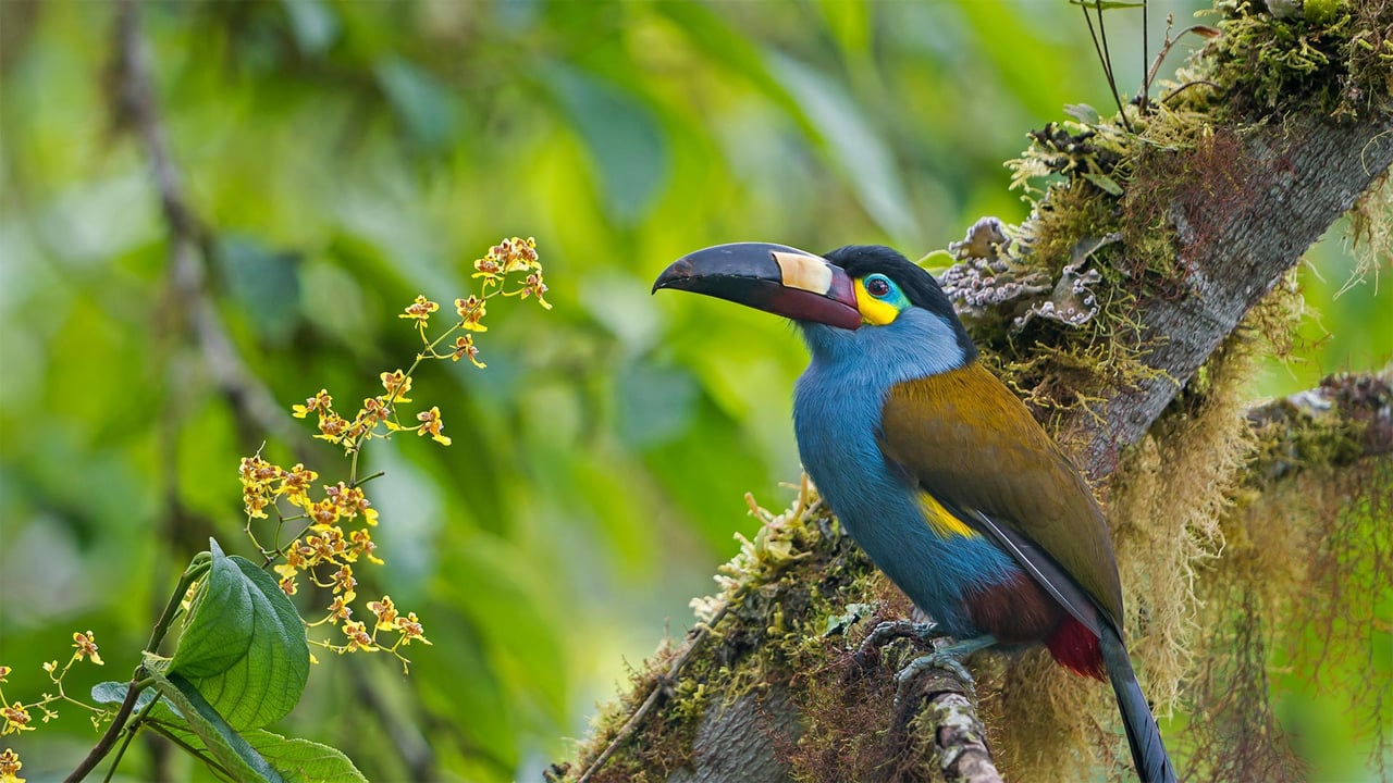 Plate-billed mountain toucan in Bellavista Cloud Forest Reserve, Ecuador (© Tui De Roy/Minden Pictures)