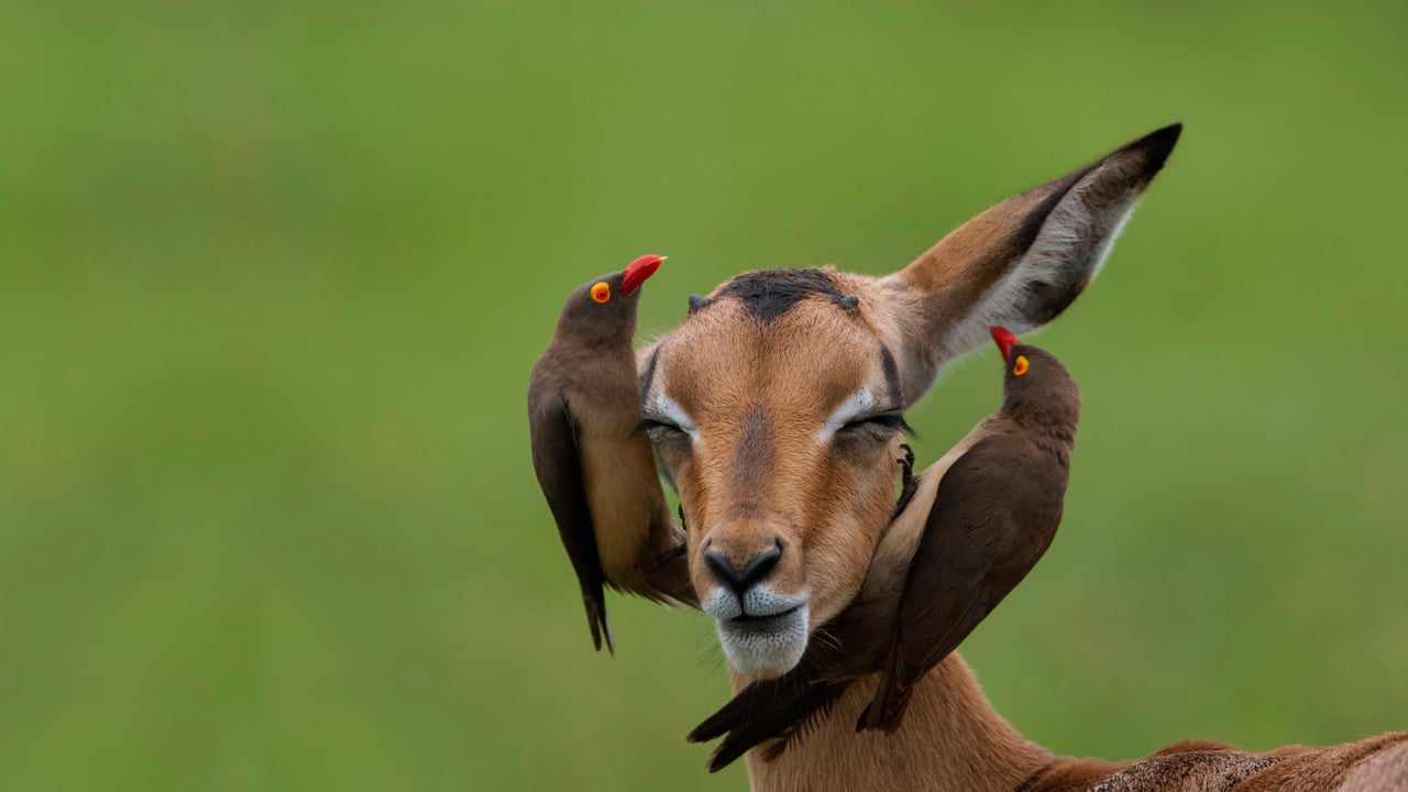 Red-billed oxpeckers on an impala in Mpumalanga, South Africa (© Heini Wehrle/Minden Pictures)