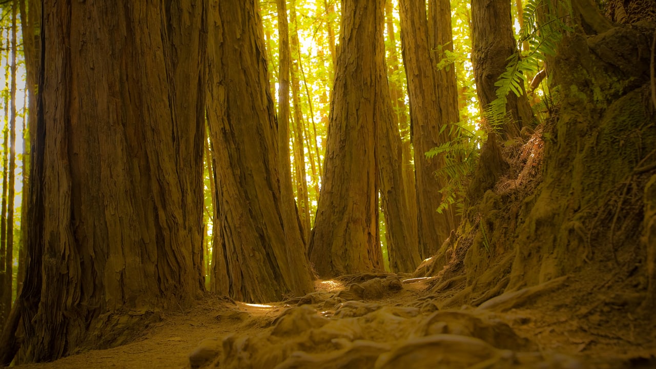 Giant redwood trees in Muir Woods National Monument, California, United States (© photo by canderson/Getty Images)