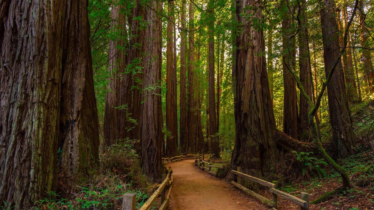Muir Woods National Monument near San Francisco, California (© Mia2you/Shutterstock)