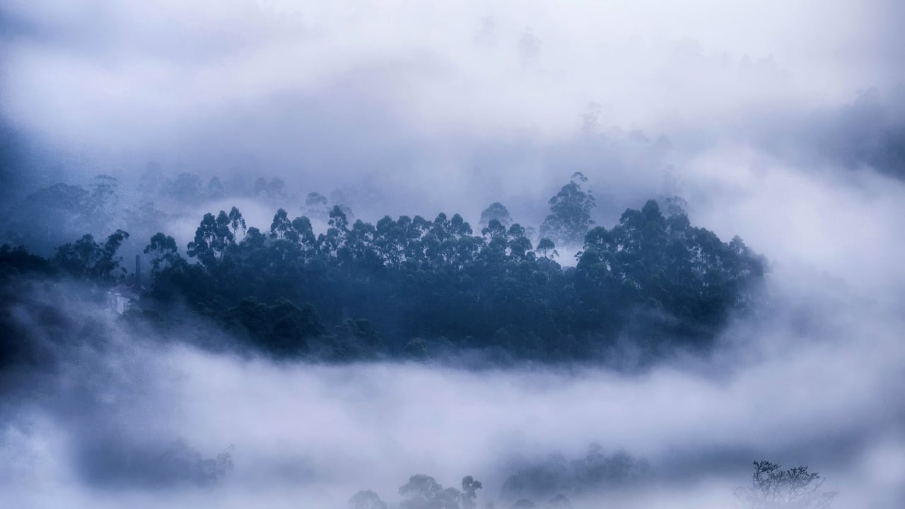 Mist surrounding a forest in Munnar, Kerala (© Ahammed Riswan/EyeEm/Getty Images)