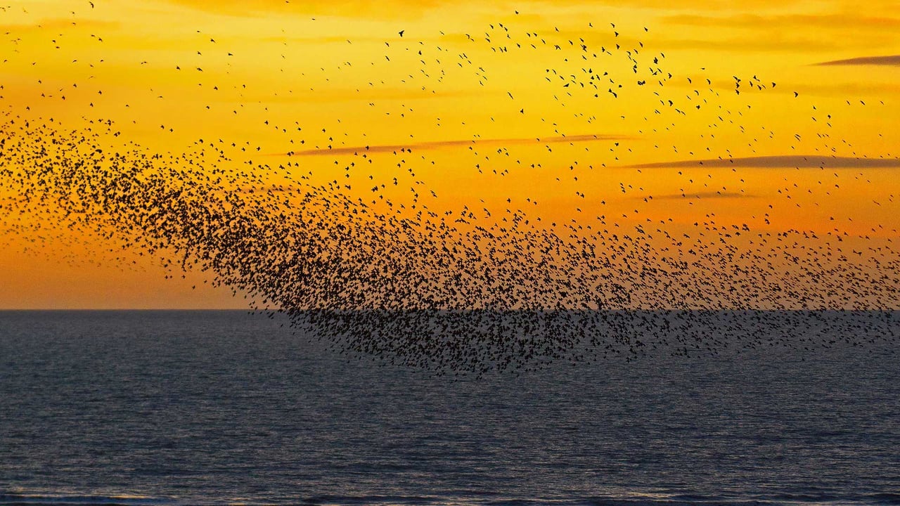Starlings at sunset in Blackpool, England (© Mediaworld Images/Alamy)