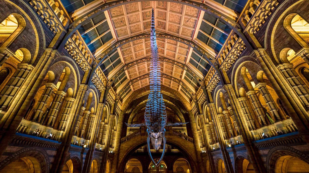 Blue whale skeleton in the Natural History Museum, London, England (© Bailey-Cooper Photography/Alamy)