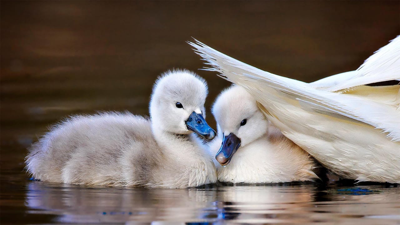 Mute swan chicks shelter under mom's tail feathers, Massapequa Preserve, Long Island, New York (© Vicki Jauron/Getty Images)