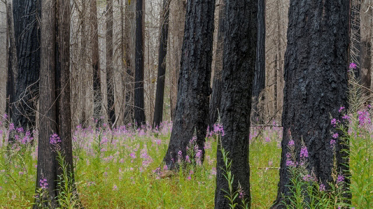 Fireweed in North Cascades National Park in Washington state (© Danita Delimont/Getty Images)