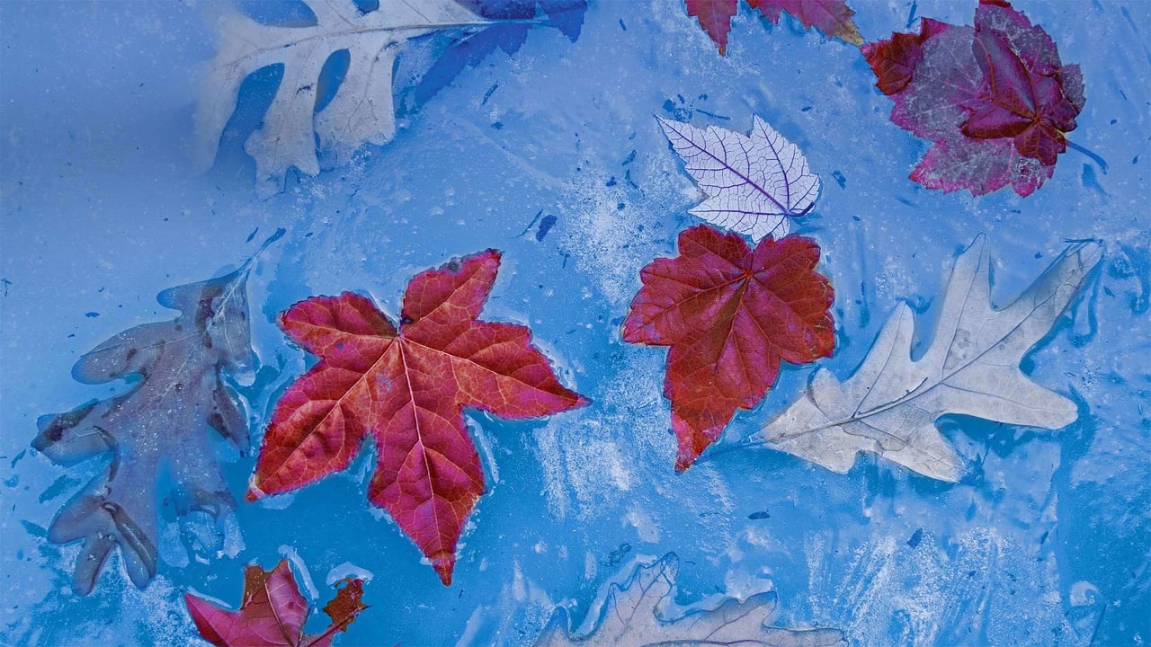 Autumn leaves frozen in ice, Price Lake, Julian Price Memorial Park, Blue Ridge Parkway, North Carolina (© Richard Bernabe/Offset by Shutterstock)