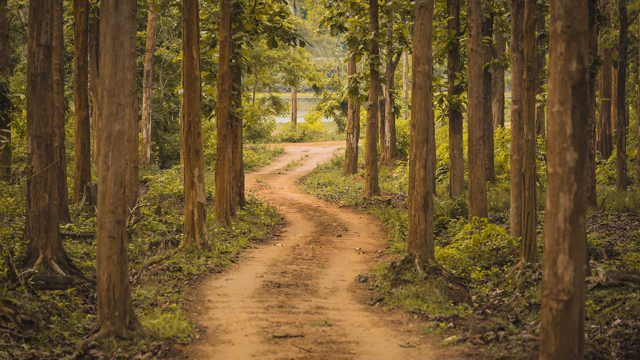 Nagarhole National Park, Karnataka, India (© Vivek BR/Shutterstock)