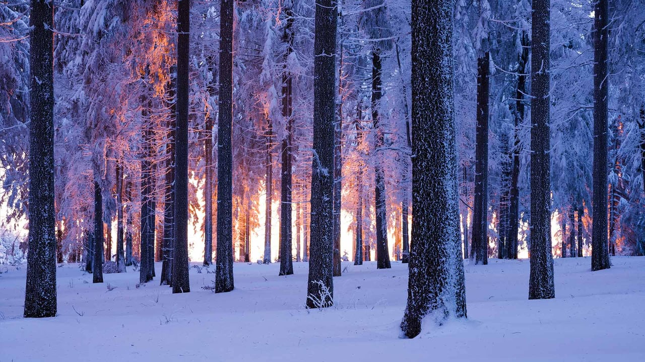 Snowy Norway spruce forest at sunset, Thuringia, Germany (© Frank Sommariva/ImageBROKER/Offset by Shutterstock)