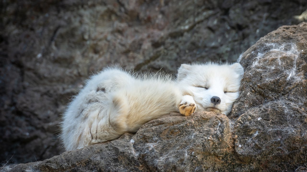 Un renard polaire endormi (© Chansak Joe/Getty Images)