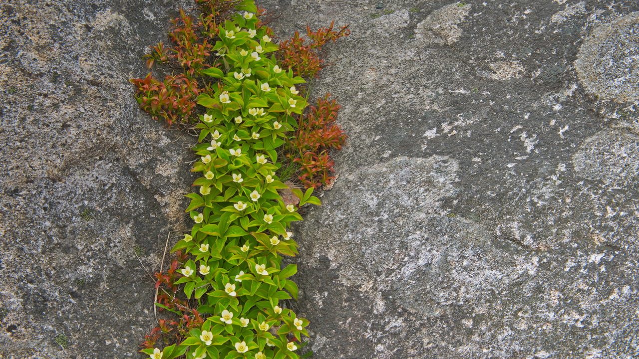 A close-up of bunchberry in Rose Blanche, Newfoundland (© Mike Grandmaison/Jaynes Gallery/DanitaDelimont.com)