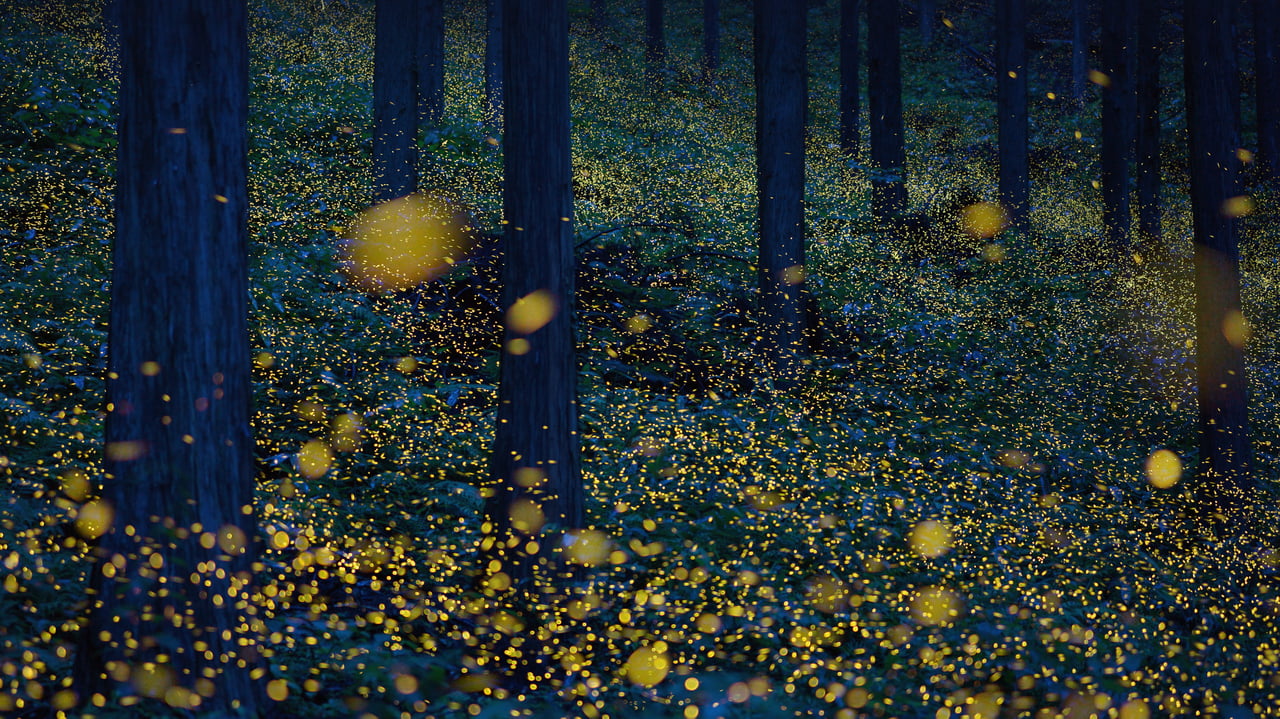 Fireflies in Nichinan, Tottori, Japan (© north-tail/Getty Images Plus)