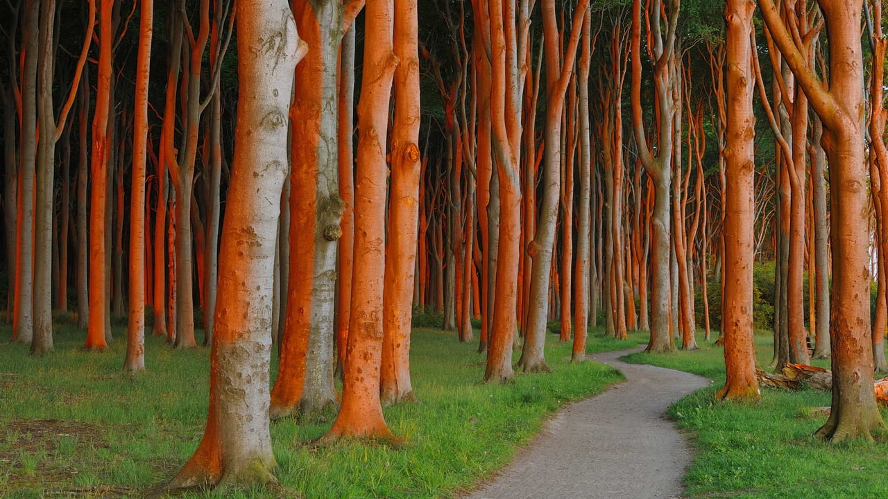 A beech forest in Nienhagen, Mecklenburg-Vorpommern, Germany (© Martin Ruegner/Getty Images)