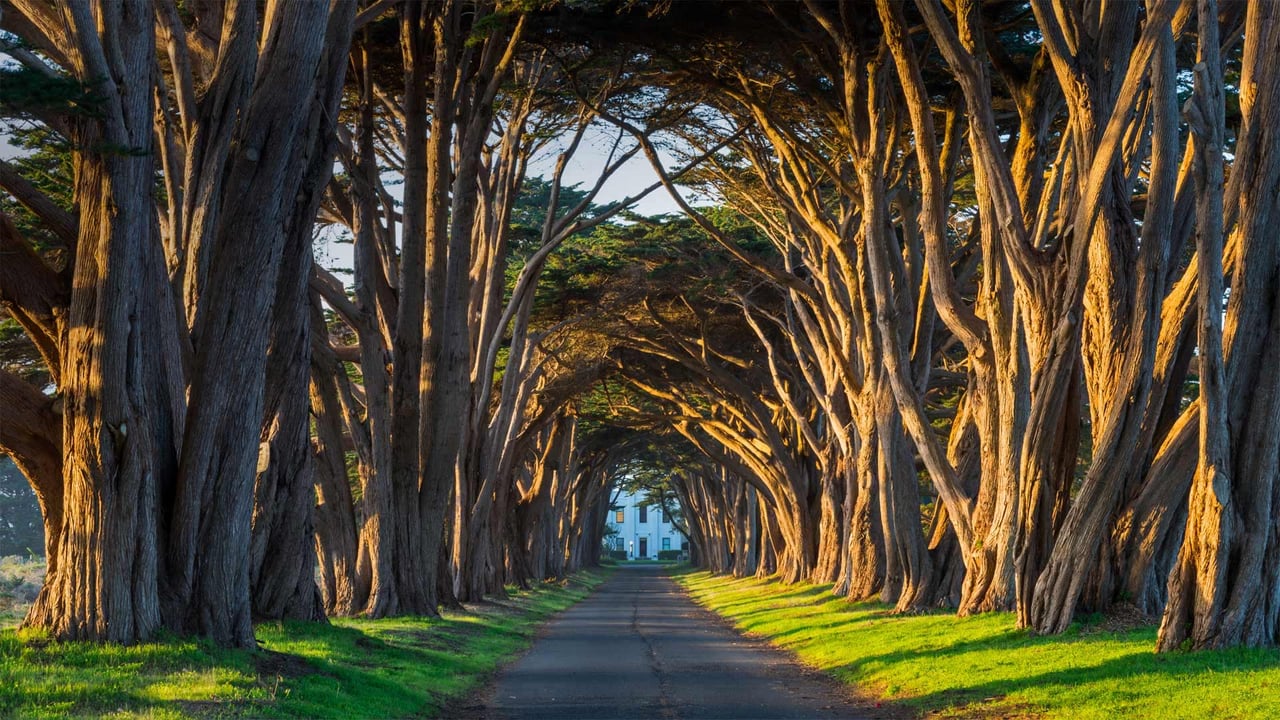 The cypress tunnel at Point Reyes National Seashore in California (© Rachid Dahnoun/Tandem Stills + Motion)