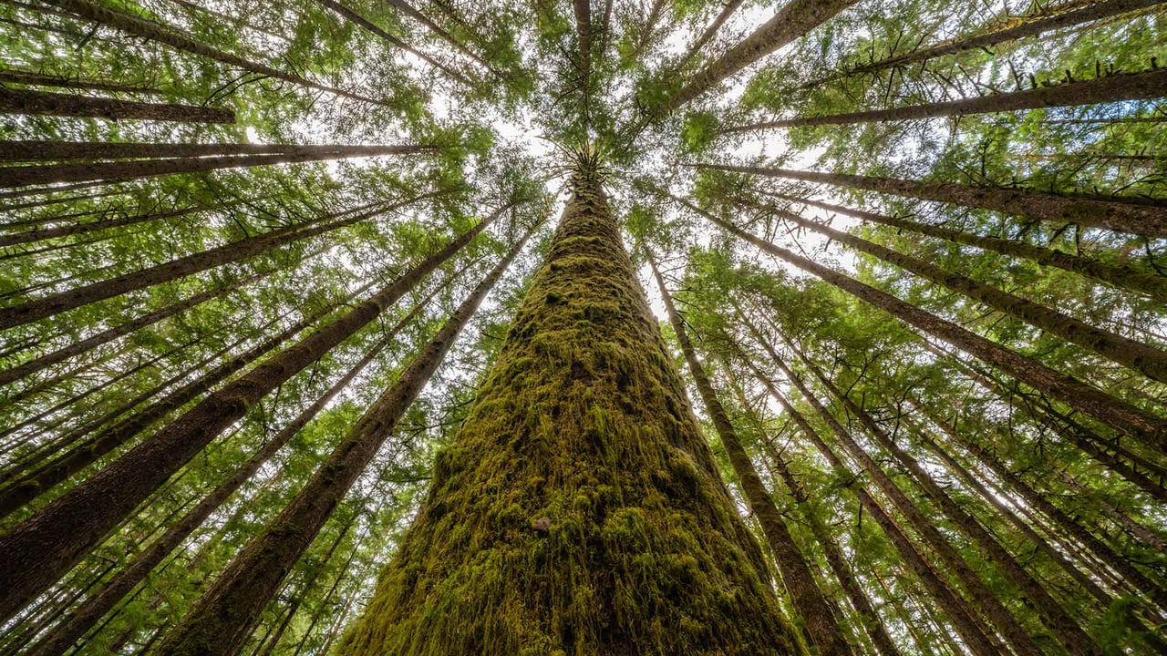 Moss-covered trees and ferns in a rainforest along Nile Creek, near Campbell River, B.C. (© Robert Postma/Plainpicture)