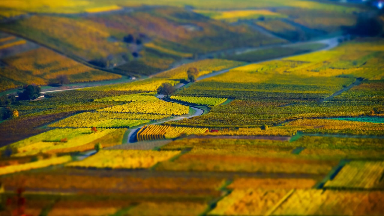 Vue aérienne de champs géométriques de raisin, vignoble en Alsace (© Alexander Sorokopud/Alamy Stock Photo)