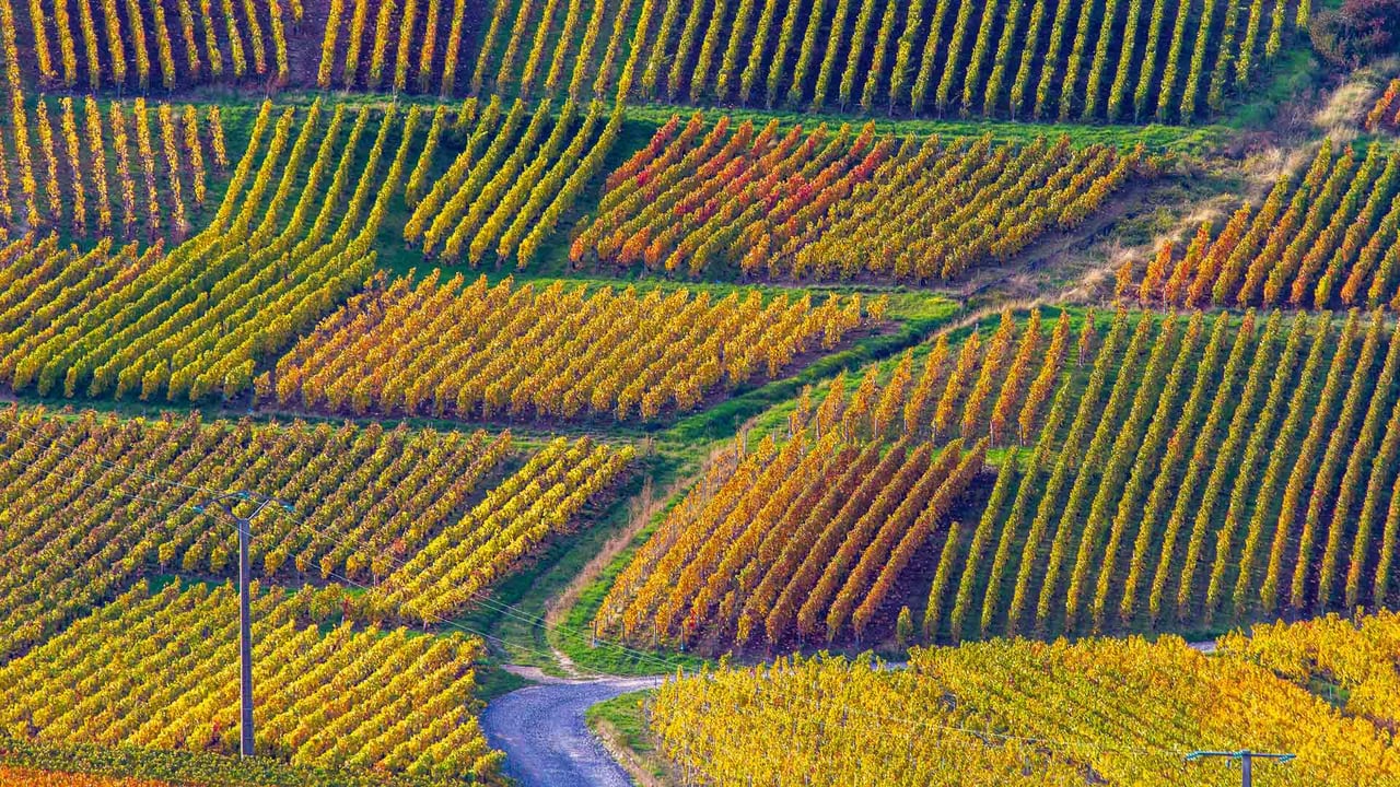 Vignobles de Champagne, parc naturel régional de la Montagne de Reims, Verzenay (© Philippe Turpin/Getty Images)