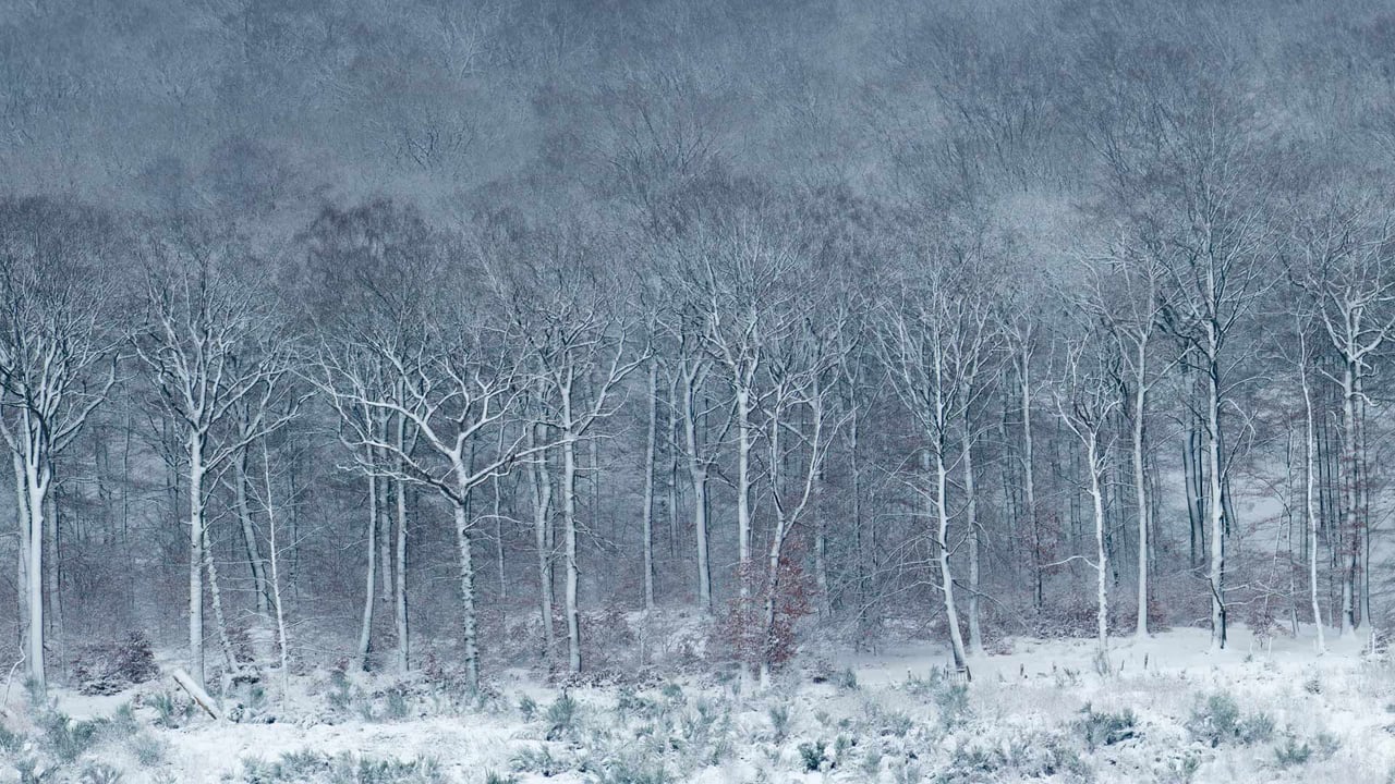 Beech forest covered with frost and snow, Ardennes, Belgium (© Philippe Moes/Alamy)
