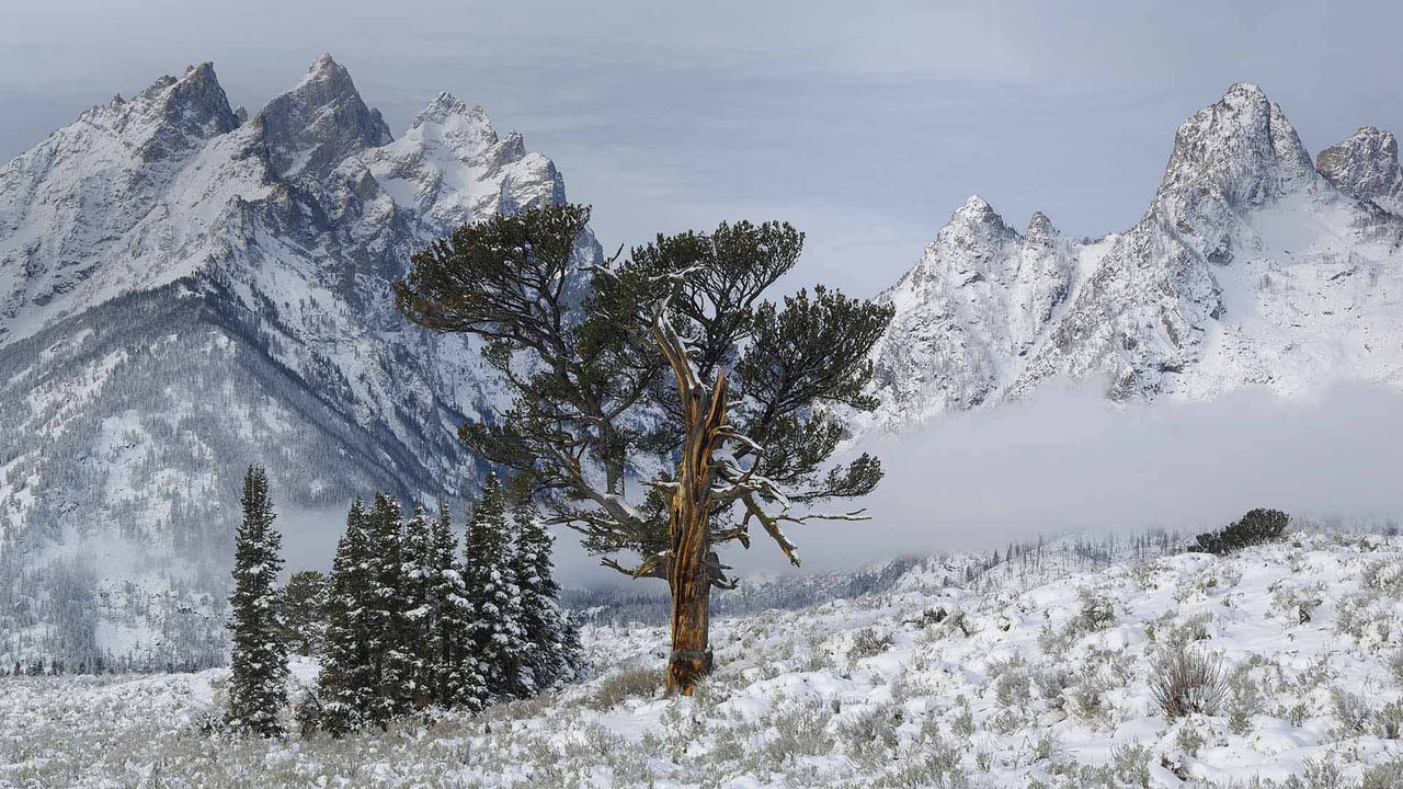 The Old Patriarch Tree of Grand Teton National Park, Wyoming (© George Sanker/Minden Pictures)