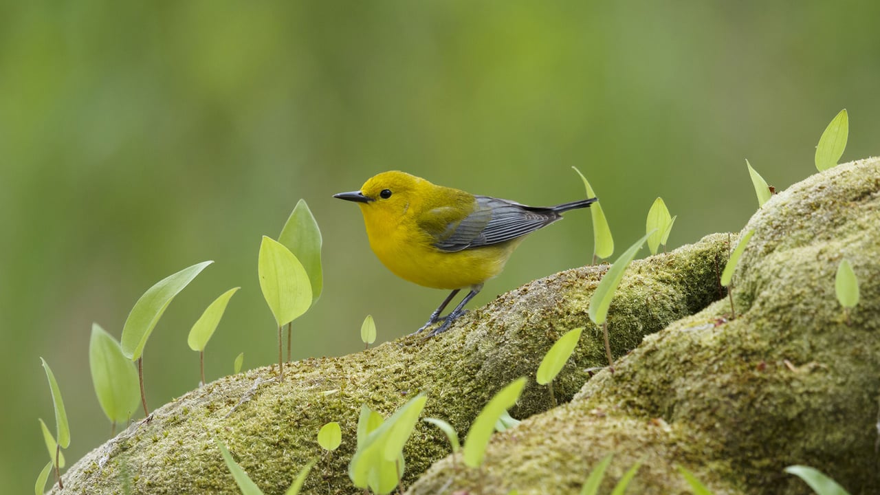 Prothonotary Warbler (protonotaria citrea) in Ontario (© Bill Coster/Minden Pictures)