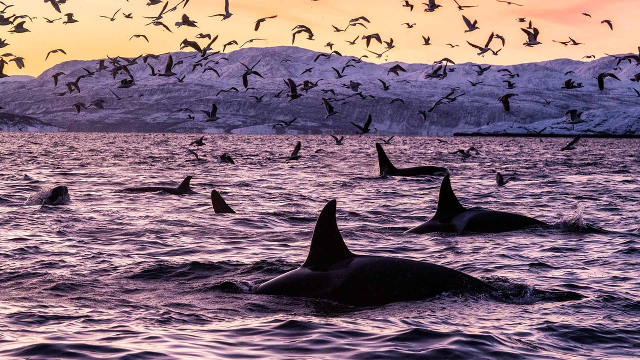 Killer whales in the waters off Spildra, Norway (© Alex Mustard/Minden Pictures)