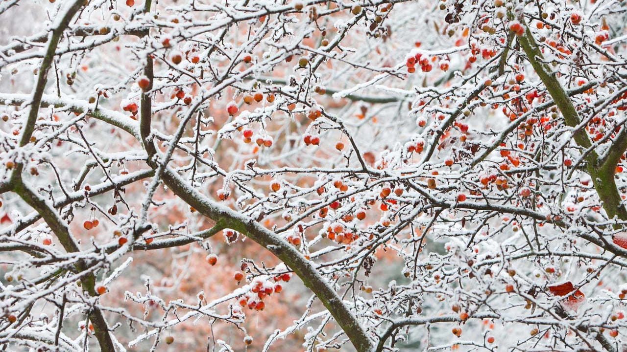 Früchte-im-Frost-und-Eis-versteckt,-Göttingen (© Duncan Usher/Alamy Stock Foto)
