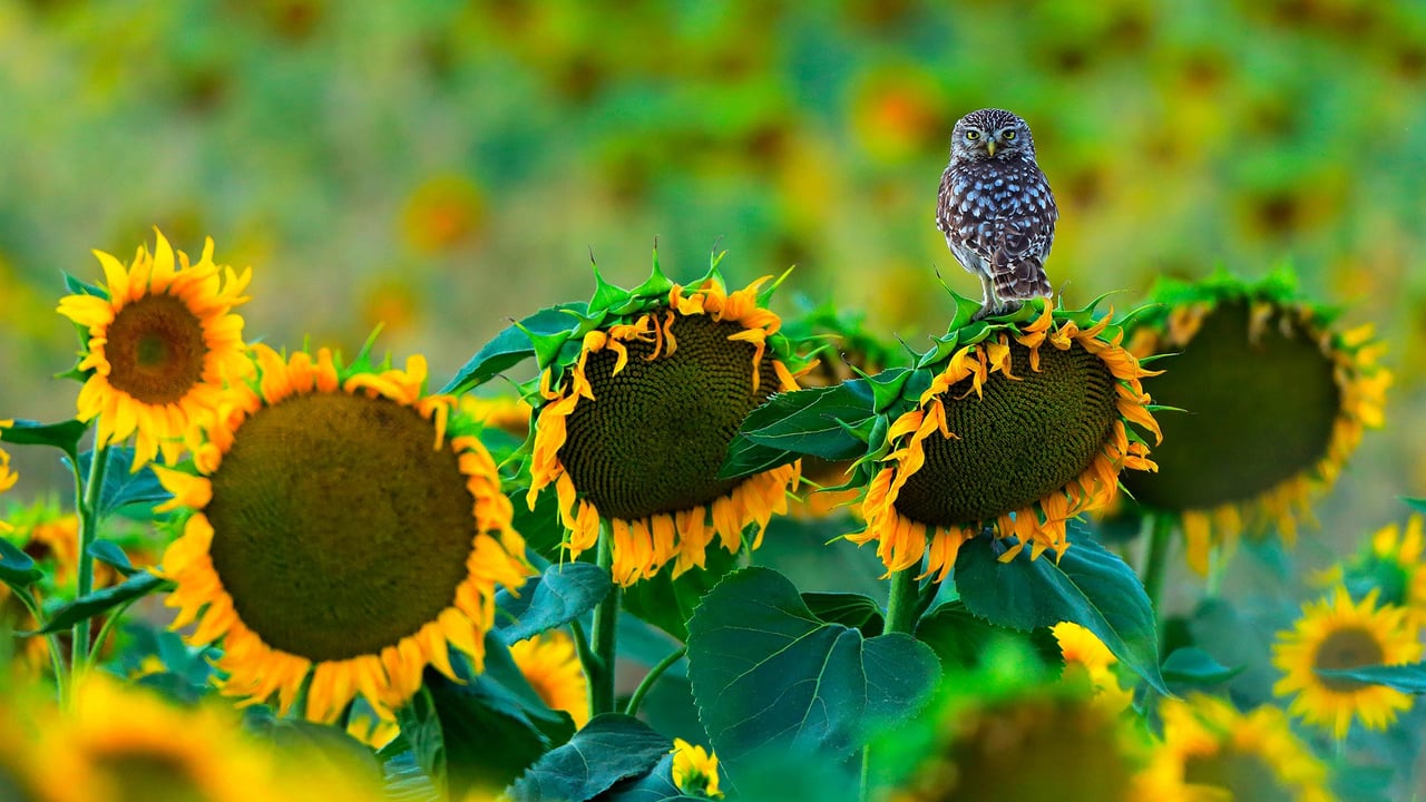 Little owl perched on a sunflower, Cadiz, Andalusia, Spain (© Andres M. Dominguez/Minden Pictures)